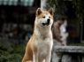 hachiko 4